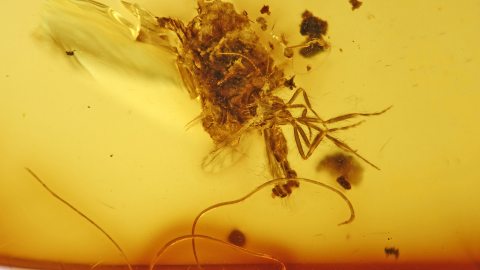 Mücke und weitere Einschlüsse im Bernstein