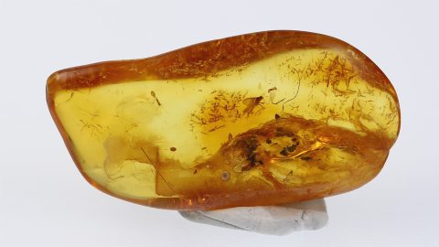 Mücke im Bernstein