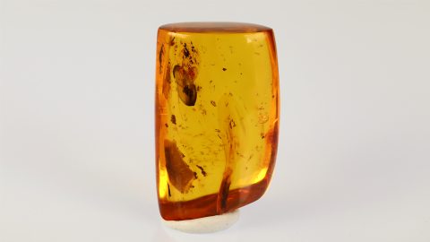 Mehrere Mücken im Bernstein