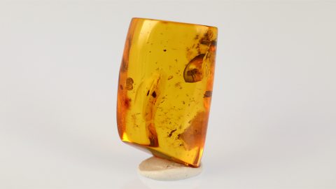 Mücken als Bernstein Einschlüsse