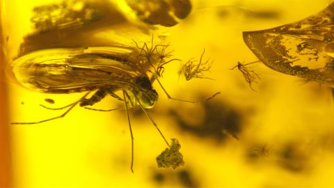 Mehrere Mücken im Bernstein als Inklusen