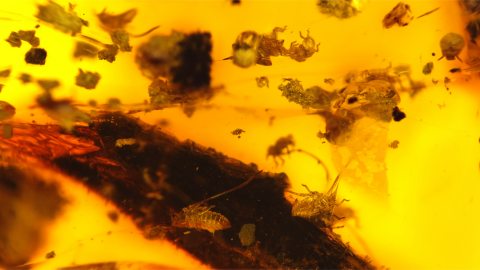 Massenfang von Blattläusen als Einschlüsse im Bernstein