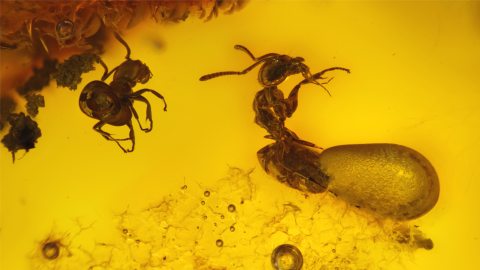 Massenfang von Ameisen im Bitterfelder Bernstein