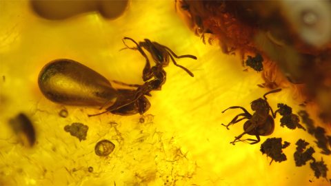 Massenfang von Ameisen im Bernstein