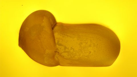 Ameisenei im Bernstein