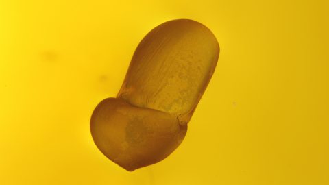 Ameiseneier als Einschlüsse im Bitterfelder Bernstein