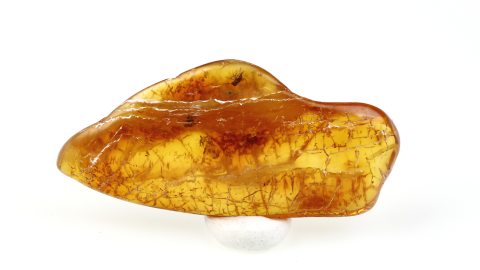 mehrere Einschlüsse im Baltischen Bernstein