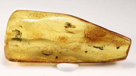 Insekten als Einschlüsse