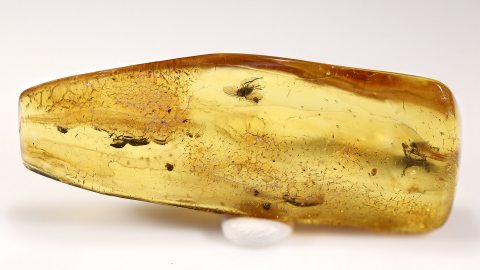 Insekten im Bernstein