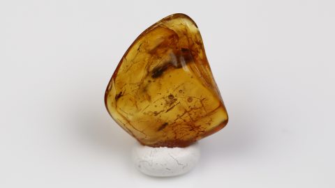 Einschlüsse im Bernstein