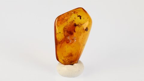 Insekten im Bernstein