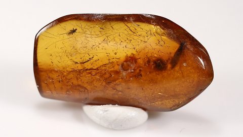 Bernstein mit Insekten als Einschlüsse