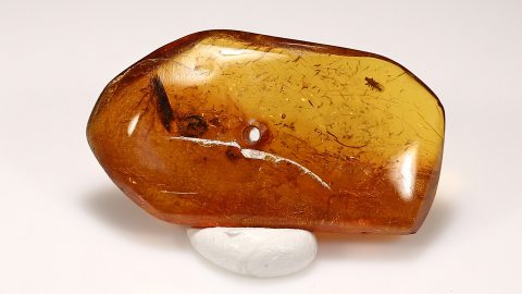 Insekten im Bernstein
