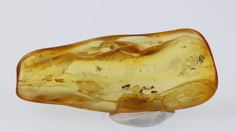 Einschlüsse im Bernstein