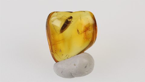 Schmetterling im Bernstein