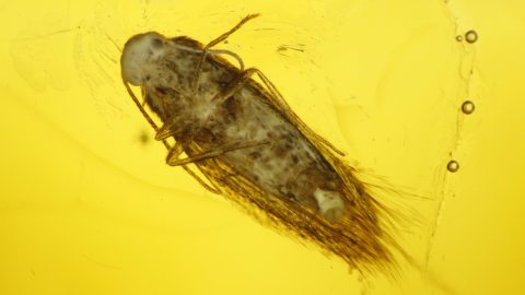 Kleiner Schmetterling als Inkluse,