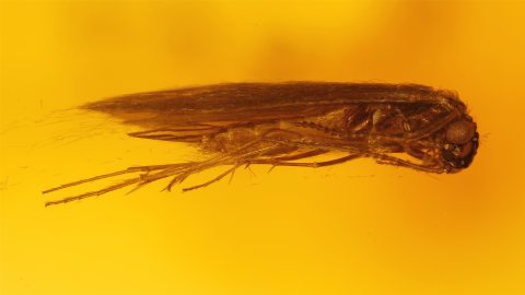 Motte (Lepidoptera) als Einschluss im Bernstein