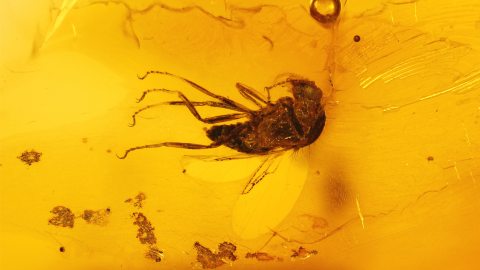 Kleiner Schmetterling als Inkluse