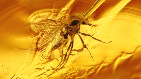 Einschluss im Bernstein