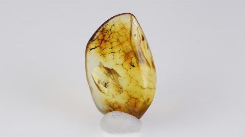 Einschlüsse im Bernstein