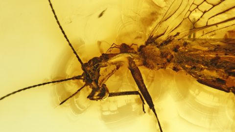 Phoresie im Bernstein