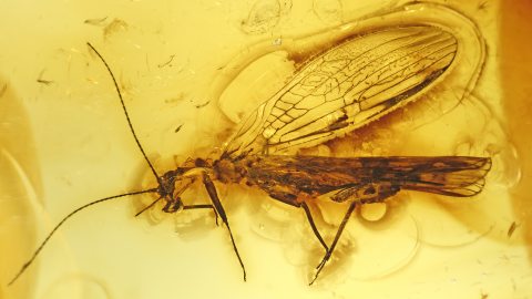 Milbe an einer Steinfliege als Einschluss         