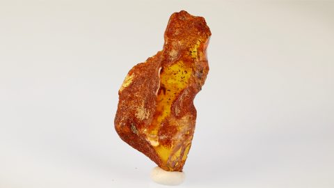 Pinselfüßer als Inkluse im Bernstein