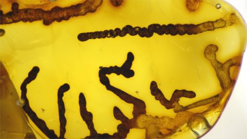 Pseudoinklusen im Baltischen Bernstein