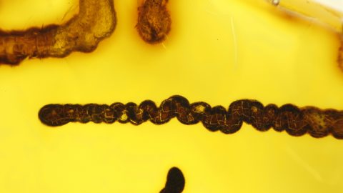 Pseudoinklusen im Bernstein