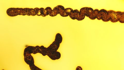 Luftblasen im Bernstein