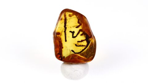 Außergewöhnliche Pseudoinklusen im Bernstein