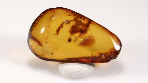 Ringelwurm im Baltischen Bernstein