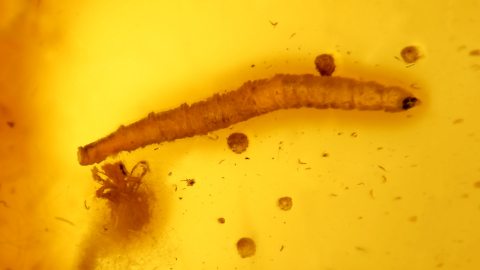 Ringelwurm als Inklusen