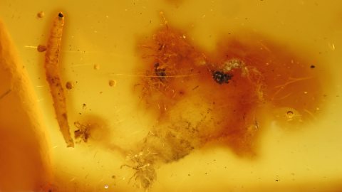 Wurm und Spinnenkokon als Einschlüsse im Baltischen Bernstein