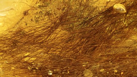 Haare eines Säugetiers als Einschlüsse im Baltischen Bernstein