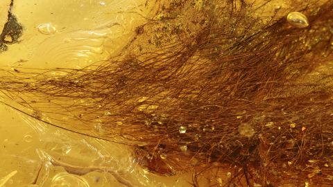 Haare von einem Säugetier als Einschlüsse im Bernstein