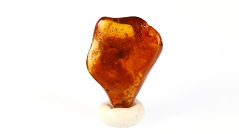 Schabe als Einschluss im Bernstein