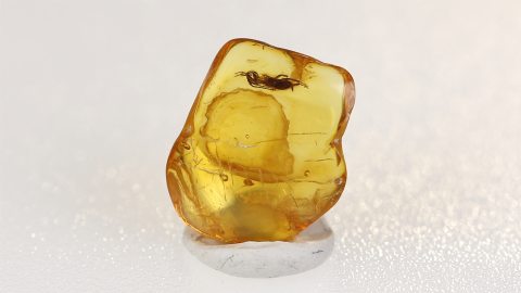 Blattodea Larve im Bernstein