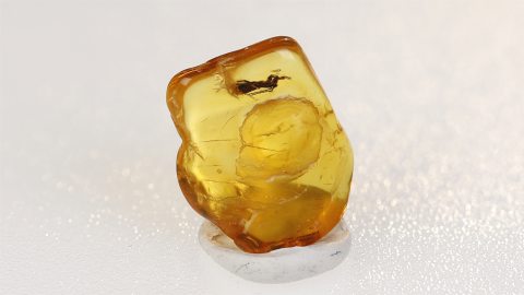 Blattodea Larve als Inkluse