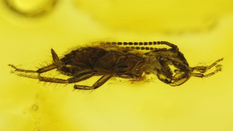 Schabenlarve als Einschluss im Baltischen Bernstein