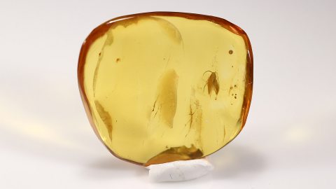 Kleiner Schmetterling (Lepidoptera) als Inkluse