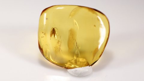 Schmetterling als Einschluss im Bernstein