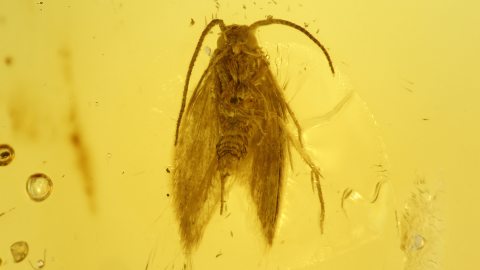 Urmotte als Einschluss im Bernstein