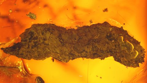 Koprolith als Einschluss im Bitterfelder Bernstein