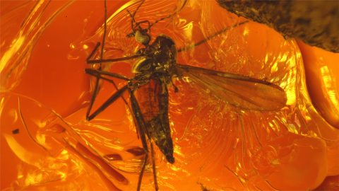 Zuckmücke im Bitterfelder Bernstein