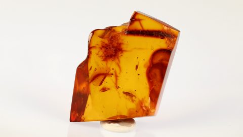 Käfer und Lebermoos als Einschlüsse im Bitterfelder Bernstein