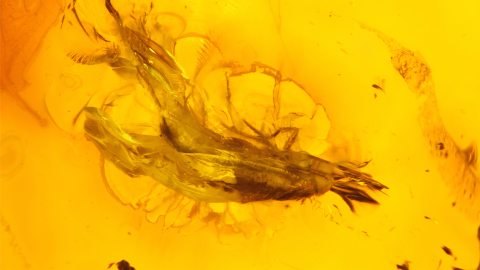 Seidenkäfer als Inkluse