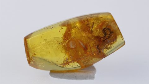 Spinne als im Bernstein