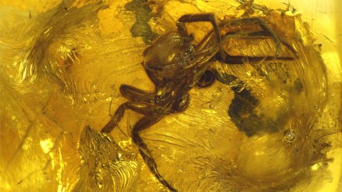 Spinne als Einschluss im Baltischen Bernstein