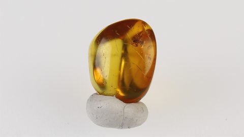 Spinne im Baltischen Bernstein